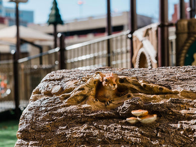 Freestanding Stump Tunnel